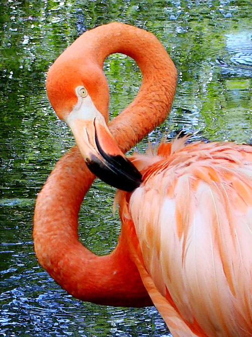 Flamingo Fine Art Print