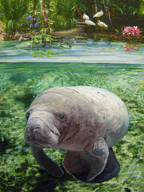 Manatee Fine Art Print